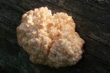 Hericium alpestre (Hericium flagellum) - korálovec bukový