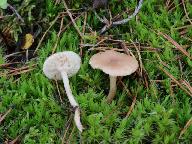 Clitocybe diatreta