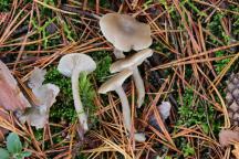 Clitocybe vibecina - strmělka žlábkovitá