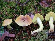 Tricholoma equestre 