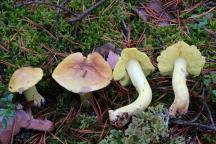 Tricholoma equestre - čirůvka zelánka