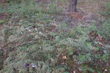 Tricholoma equestre - čirůvka zelánka