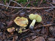 Tricholoma equestre - čirůvka zelánka