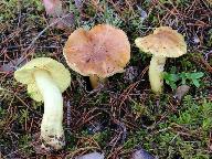 Tricholoma equestre