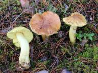 Tricholoma equestre - čirůvka zelánka