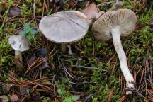 Tricholoma virgatum - čirůvka žíhaná