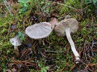 Tricholoma virgatum