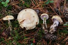 Cortinarius compar (C. lecophanes)