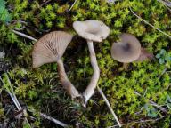 Pseudoclitocybe expallens - strmělka vybledající
