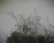 Sarcoscypha austriaca - ohnivec rakouský, odění