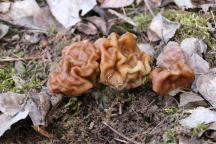 Gyromitra gigas - ucháč obrovský