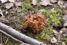 Gyromitra gigas - ucháč obrovský