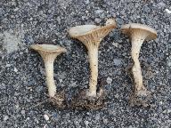 Clitocybe phaeophthalma