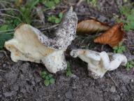 Lactarius bertillonii - ryzec Bertillonův