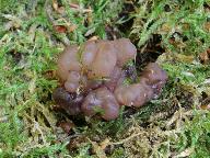 Ascotremella faginea