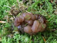 Ascotremella faginea - mozkovka rosolovitá