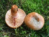 Lactarius deterrimus