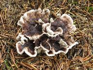 Phellodon melaleucus 