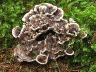 Phellodon melaleucus 