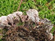 Phellodon melaleucus 
