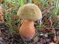 Suillellus luridus 