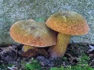 Suillellus luridus 