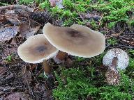 Rhodocollybia butyracea f. asema 