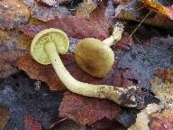 Tricholoma frondosae