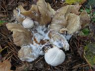 Volvariella surrecta 