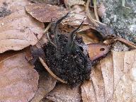 Xylaria carpophila