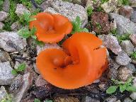Aleuria aurantia 