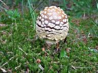 Muchomůrka královská 20170704-1