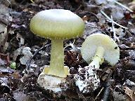 Amanita phalloides 