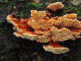 Pycnoporellus fulgens 