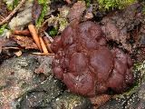 Ascotremella faginea