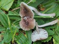 Cuphophyllus radiatus 