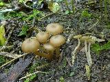 Entoloma olivaceotinctum 