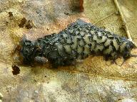 Rhytisma acerinum