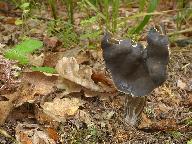 Helvella lacunosa 