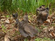 Helvella lacunosa 