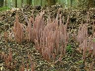 Alloclavaria purpurea