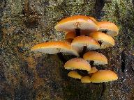 Flammulina velutipes 