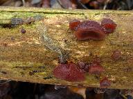 Auricularia auricula-judae