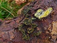 Camaropella lutea 