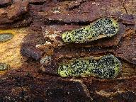 Camaropella lutea 