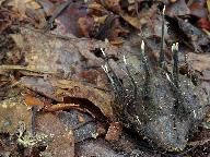 Xylaria carpophila 