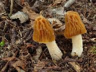 Verpa bohemica 