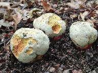 Rubroboletus satanas 