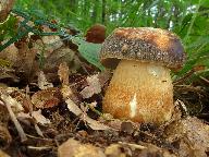 Boletus aereus