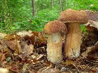 Boletus reticulatus